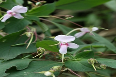 Impatiens fruticosa
